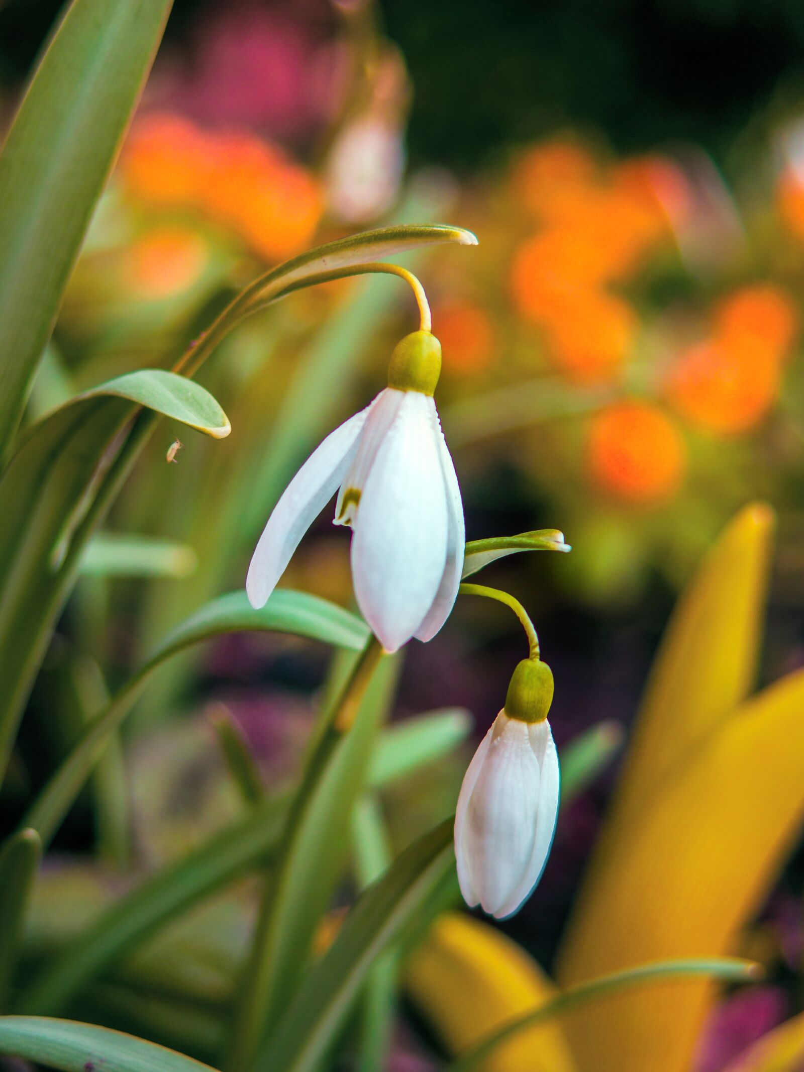 Canon PowerShot G16 sample photo. Snowdrop, spring, nature photography