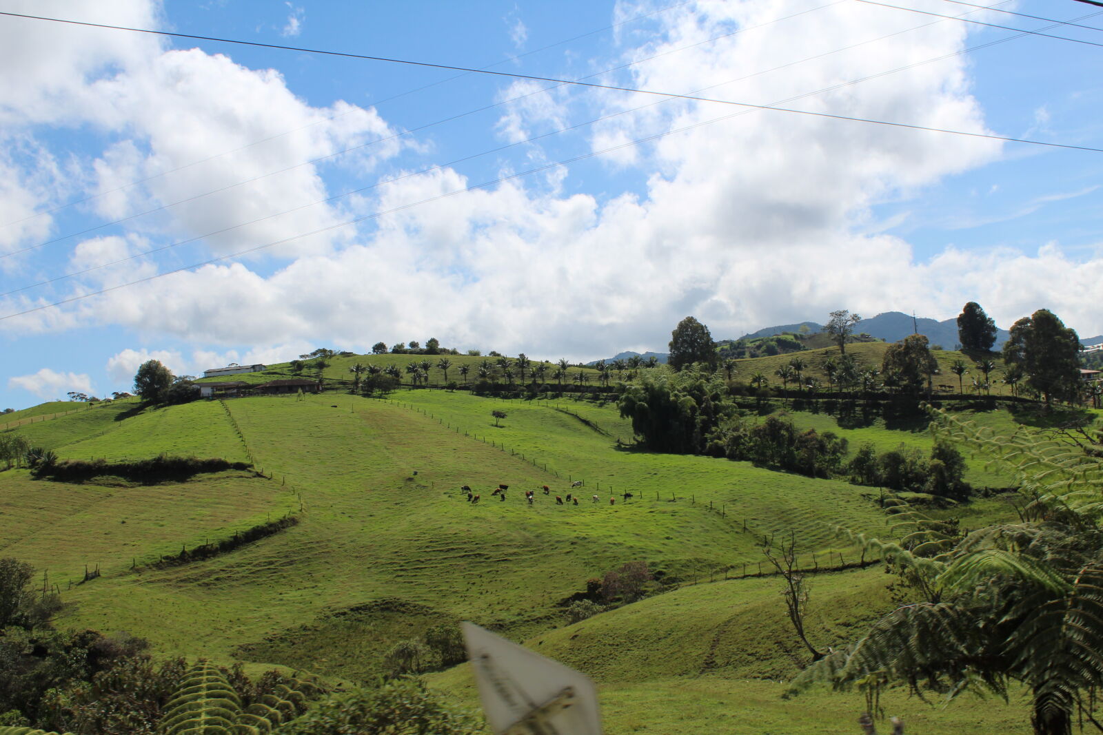 Canon EOS 1300D (EOS Rebel T6 / EOS Kiss X80) sample photo. Cows, land, road photography