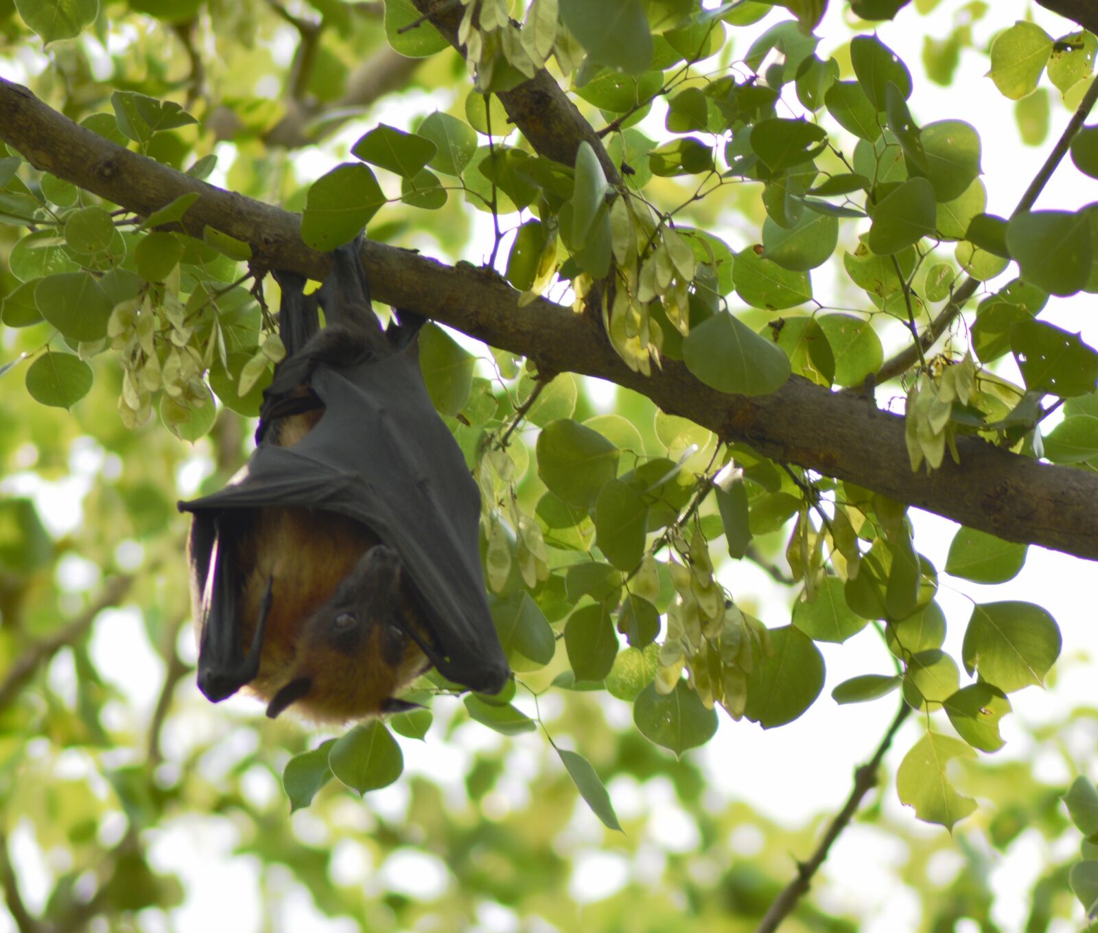 Nikon D5200 sample photo. Bat, sleeping, nature photography