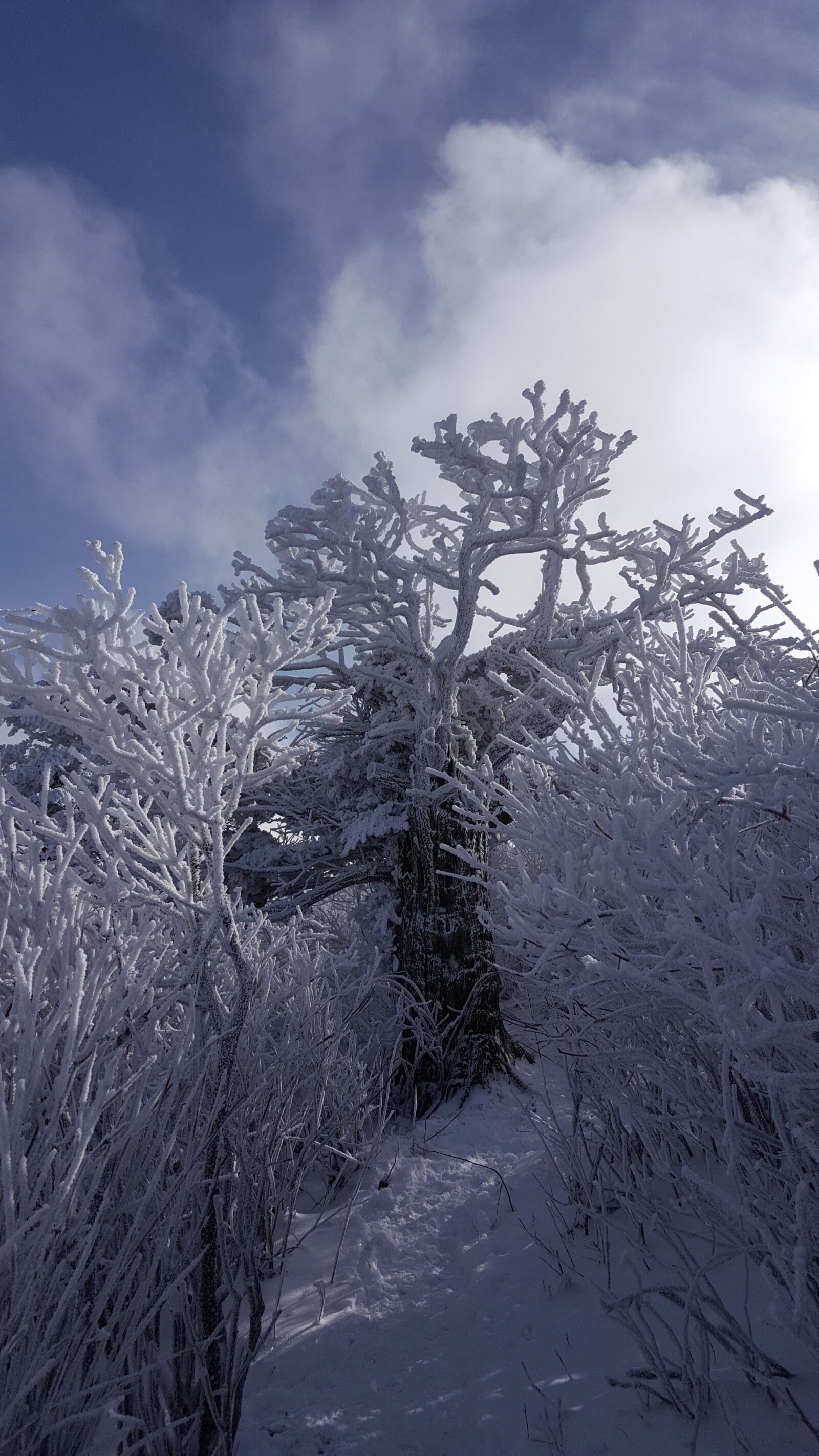 Samsung Galaxy Note5 sample photo. Korea, mountain, taebaeksan, winter photography