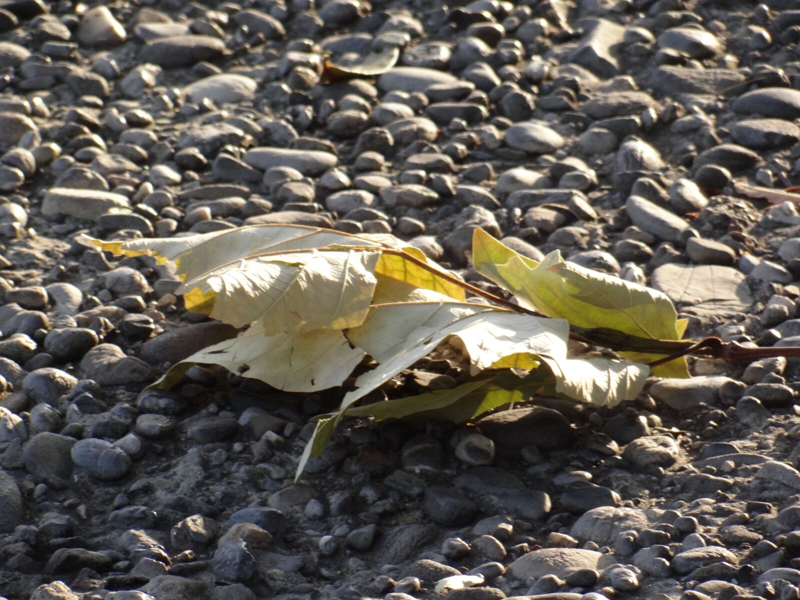 Sony Cyber-shot DSC-HX100V sample photo. Nature, leaf, stones photography