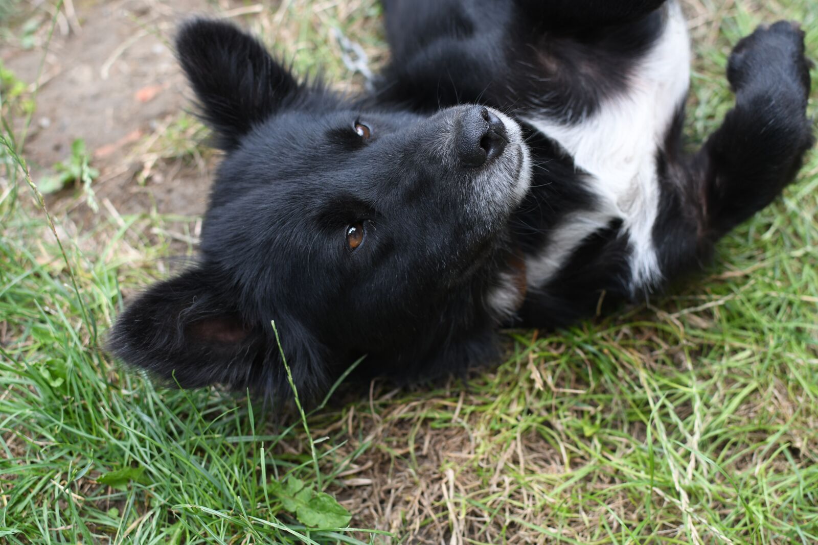 Nikon D500 sample photo. Dog, black dog, puppy photography