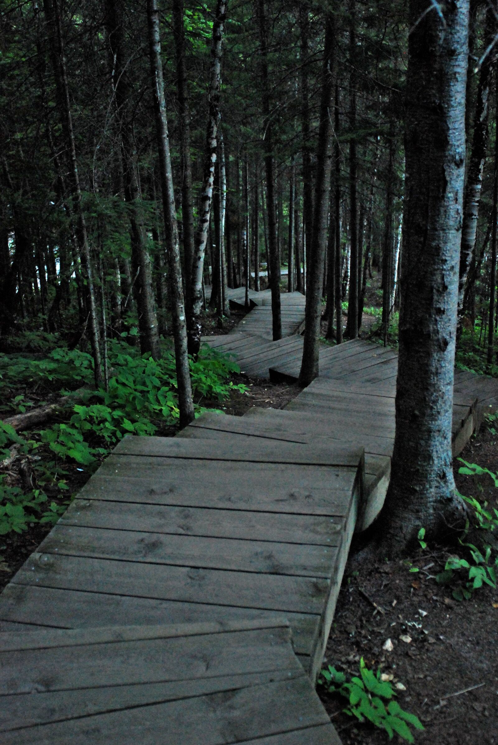 Nikon D80 sample photo. Trail, journey, woods photography