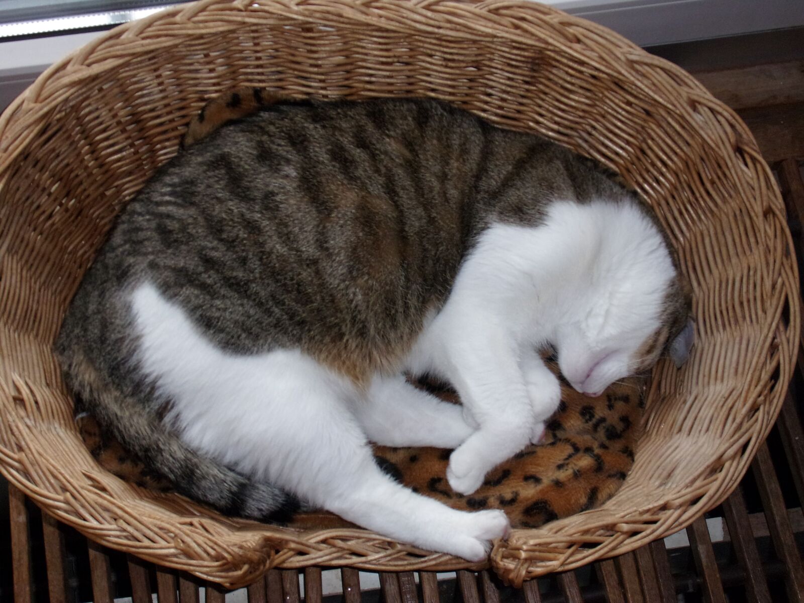 Ricoh HZ15 sample photo. Cat, animal, pet photography