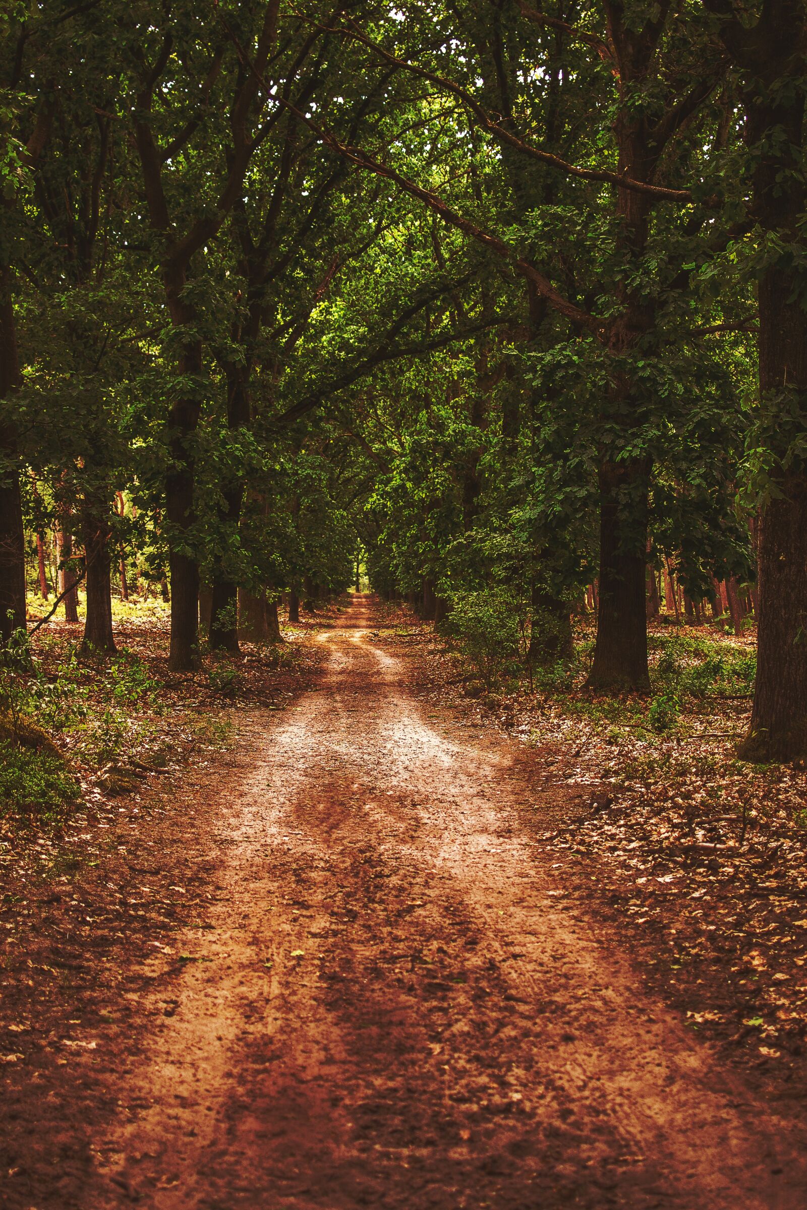Nikon D3100 sample photo. Forest, forest path, nature photography