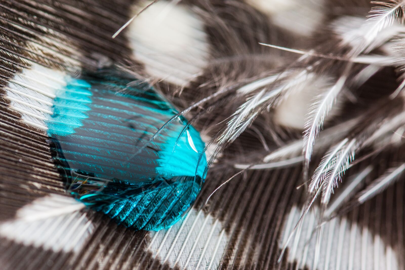 Canon EOS 70D sample photo. Perlhuhnfeder, drip, feather photography