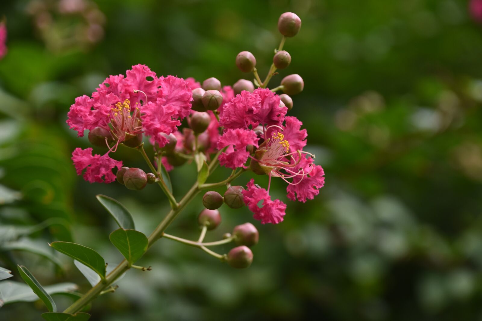 Nikon D7200 sample photo. Flower, pink, close-up photography