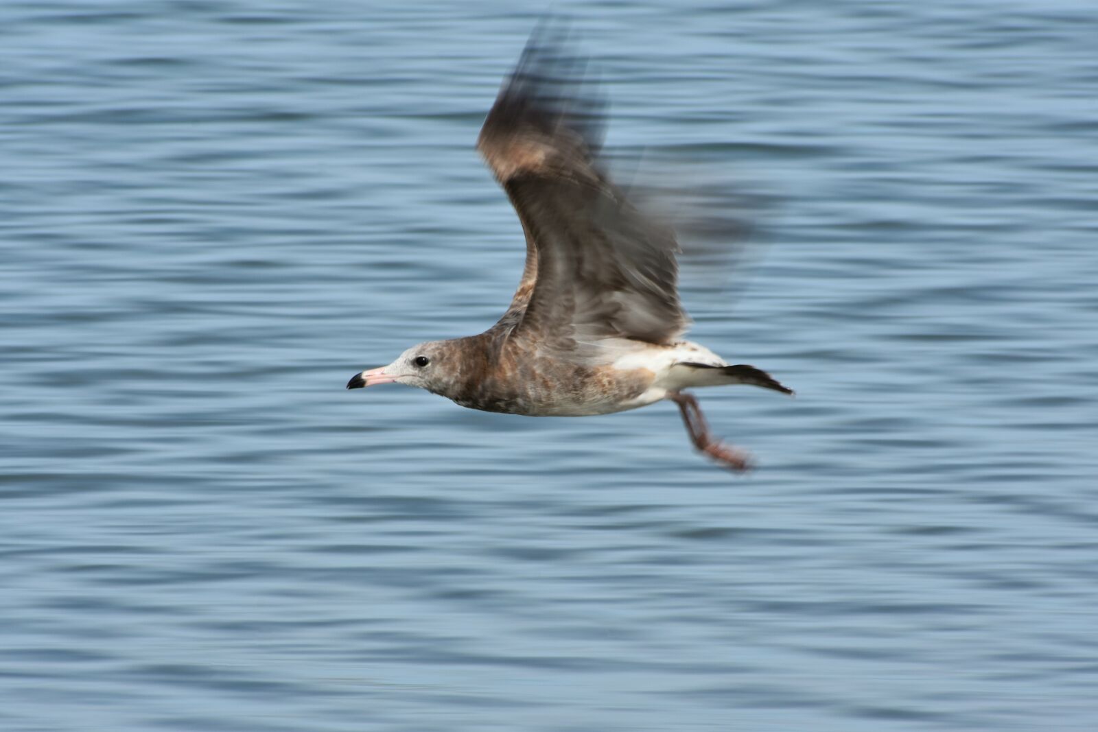 Nikon D7200 sample photo. Animal, sea, bird photography