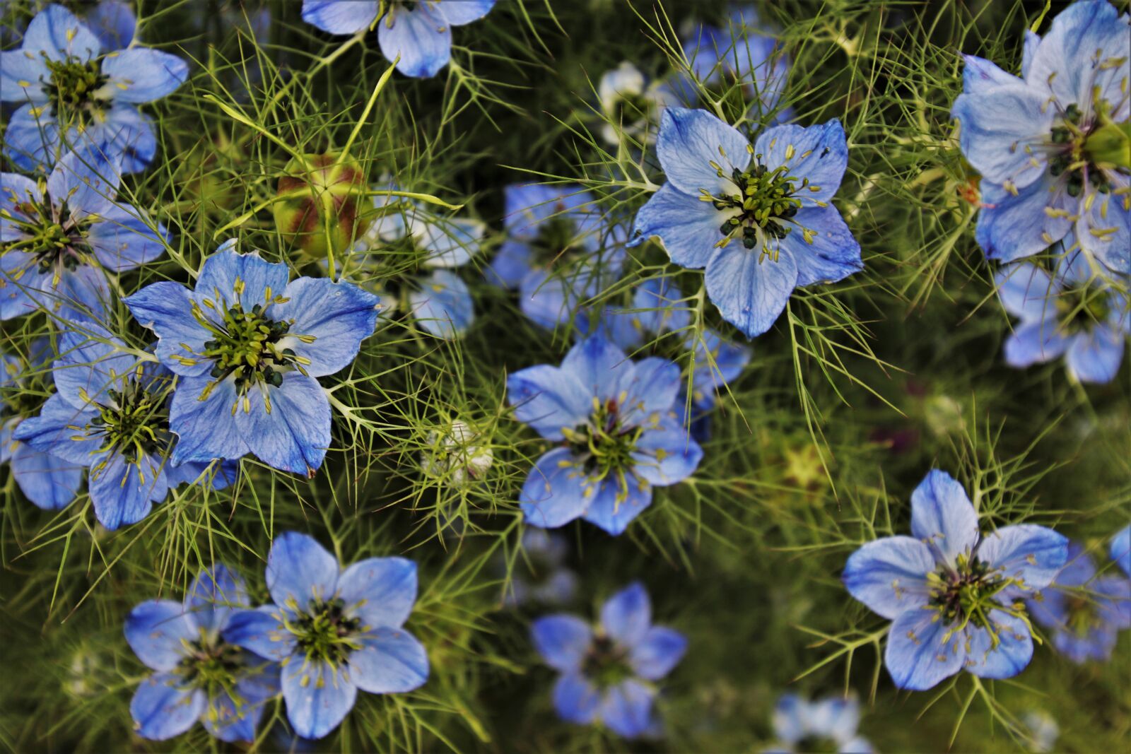 Canon EOS 80D sample photo. Czarnuszka, blue, plant photography