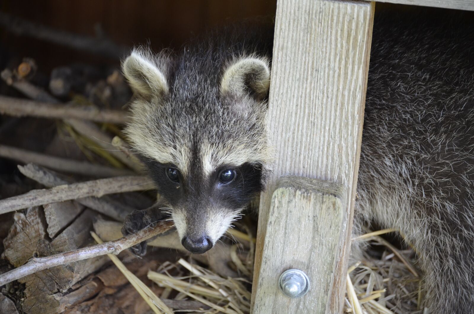 Nikon D5100 sample photo. Raccoon, face, sweet photography