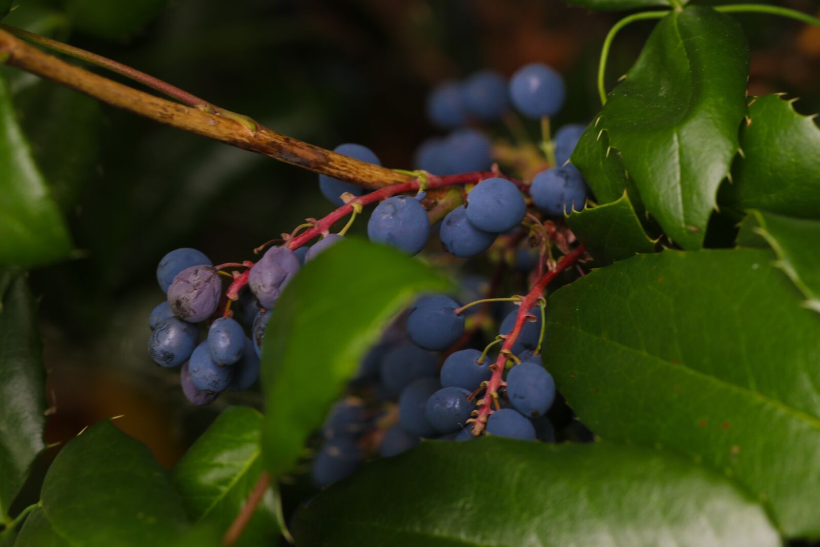 Canon EOS 7D Mark II sample photo. Berry, blue, nature photography