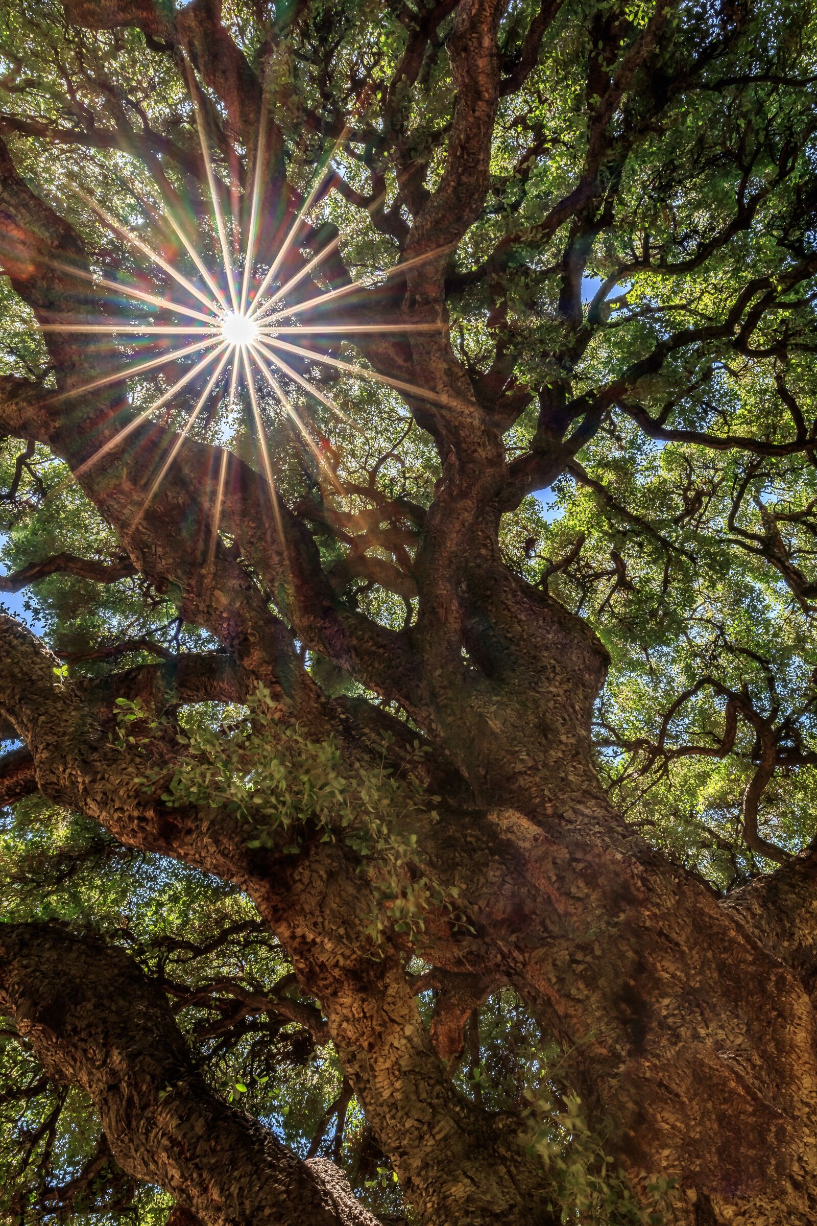 Canon EF 16-35mm F4L IS USM sample photo. Tree, nature, wood photography