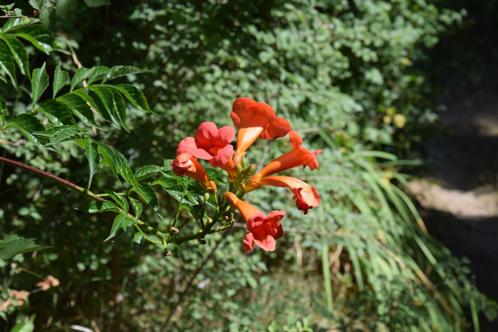 Nikon D5300 sample photo. Petals, red, flowers photography