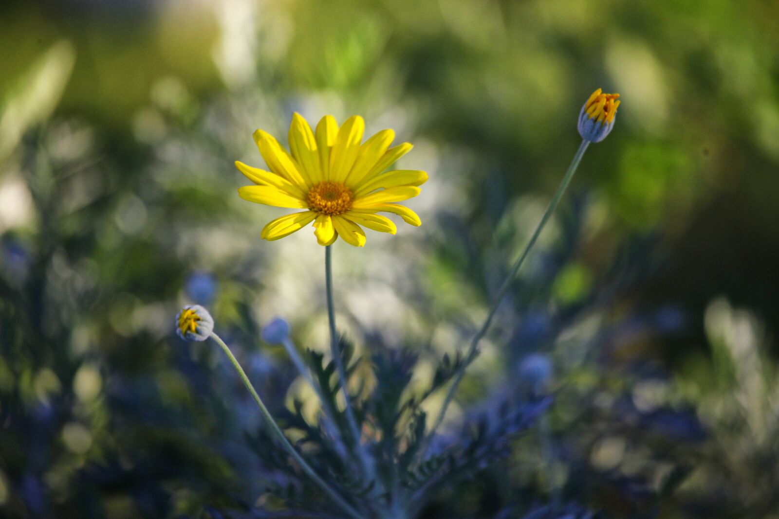 Canon EOS 5D Mark II sample photo. Flower, nature, flowers photography