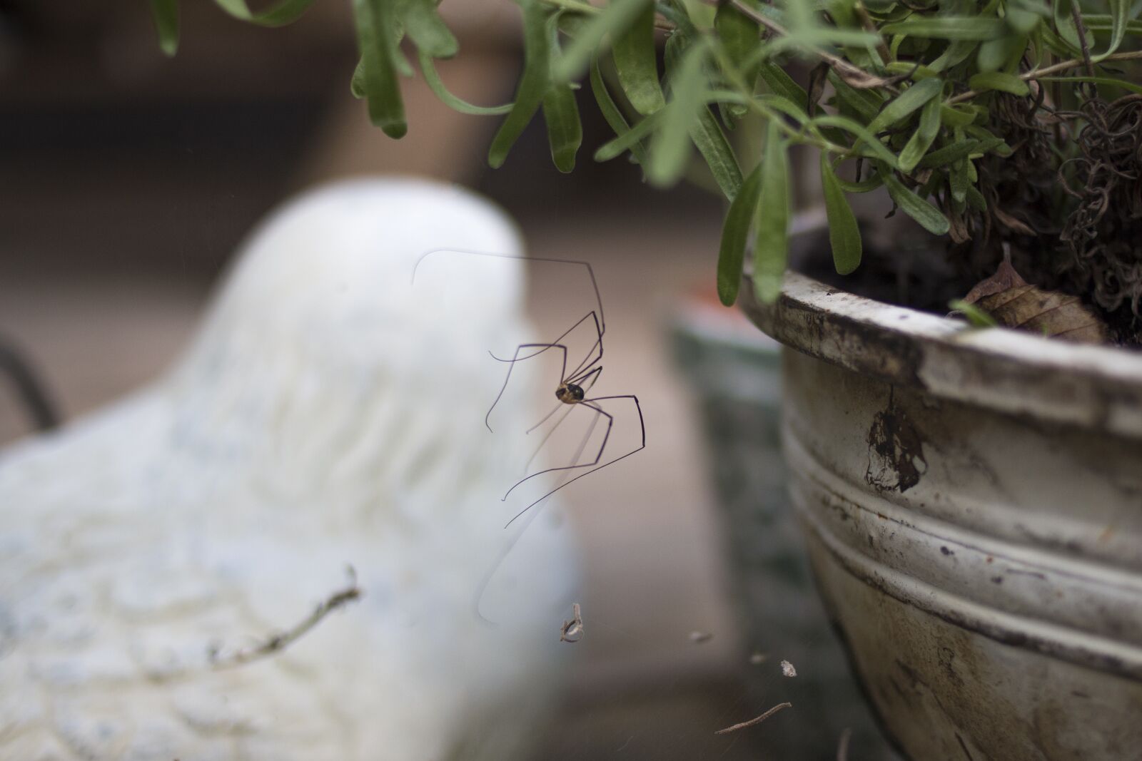 Canon EOS 70D + Canon EF 35mm F2 sample photo. Spider, detail, insect photography