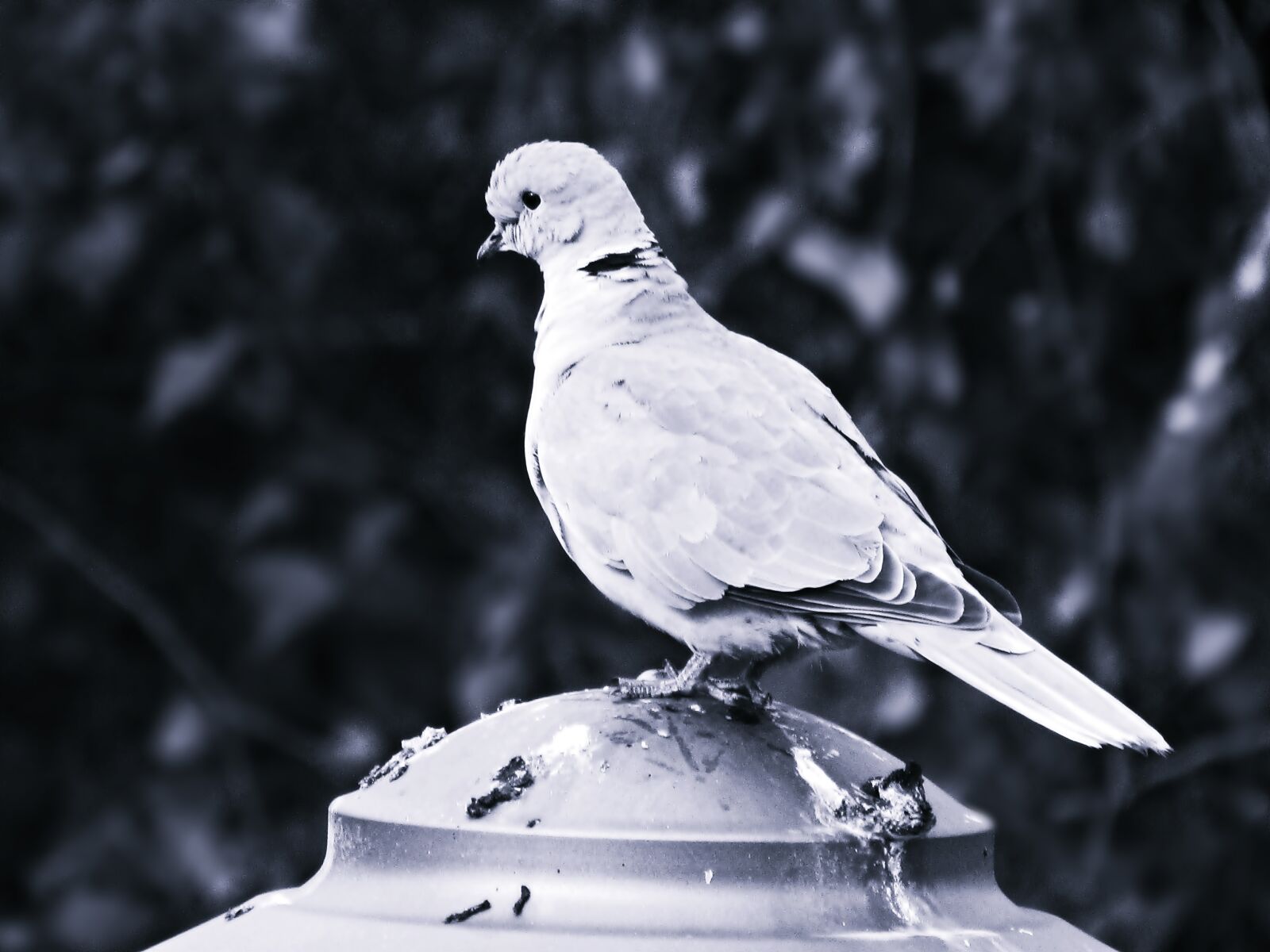 Canon PowerShot SX30 IS sample photo. Dove, bird, nature photography
