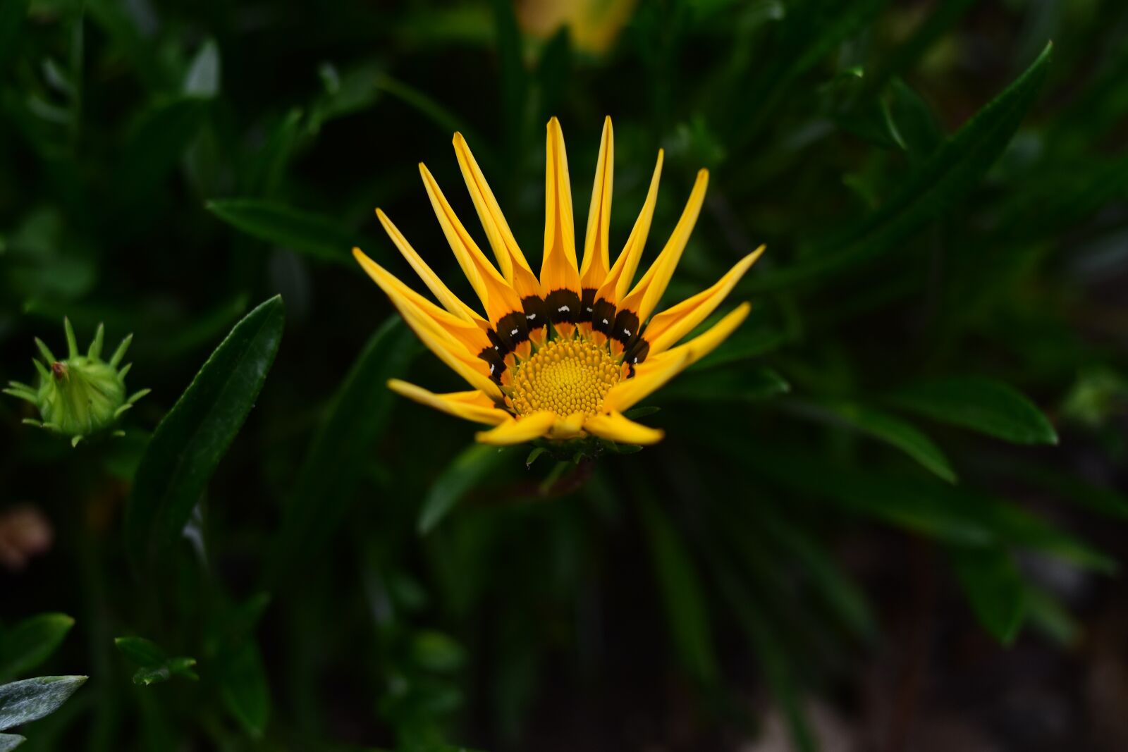 Nikon D3400 sample photo. Nature, plant, flower photography