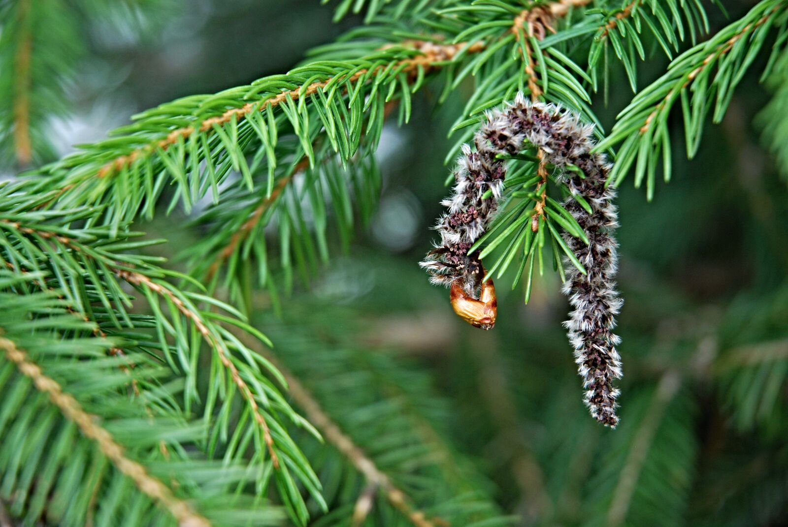 Nikon D80 sample photo. Needles, detail, nature photography