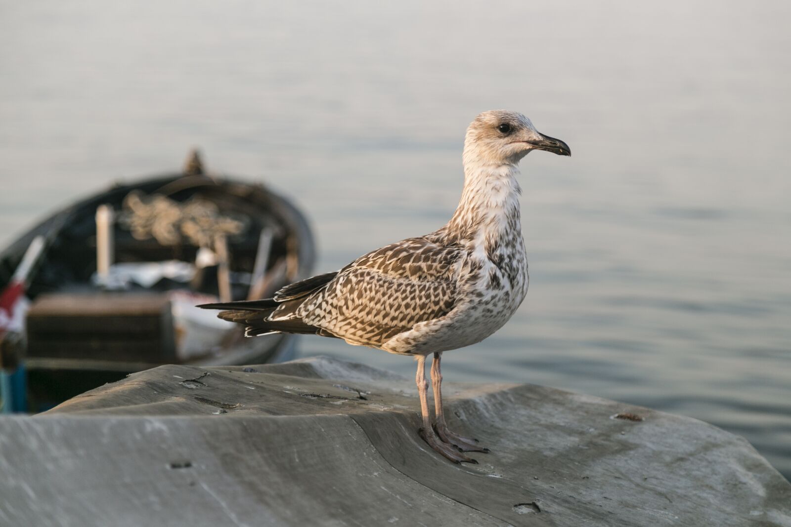 Canon EOS 6D + Canon EF 24-105mm F4L IS USM sample photo. Bird, seagull, animal photography