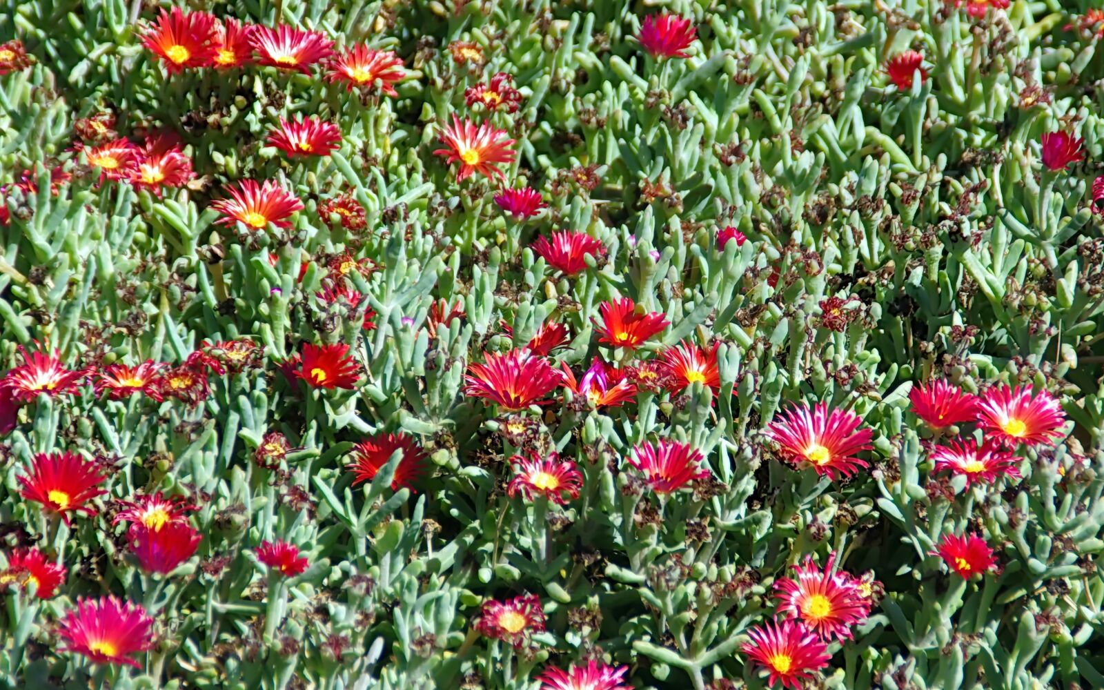 Pentax K-5 sample photo. Flowers, red, carpet photography