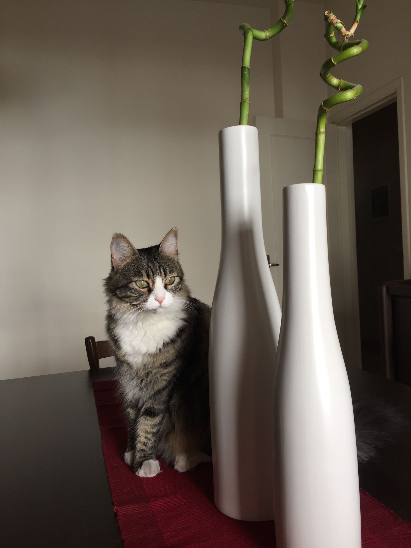 iPhone 6 back camera 4.15mm f/2.2 sample photo. Cat, bamboo, home photography