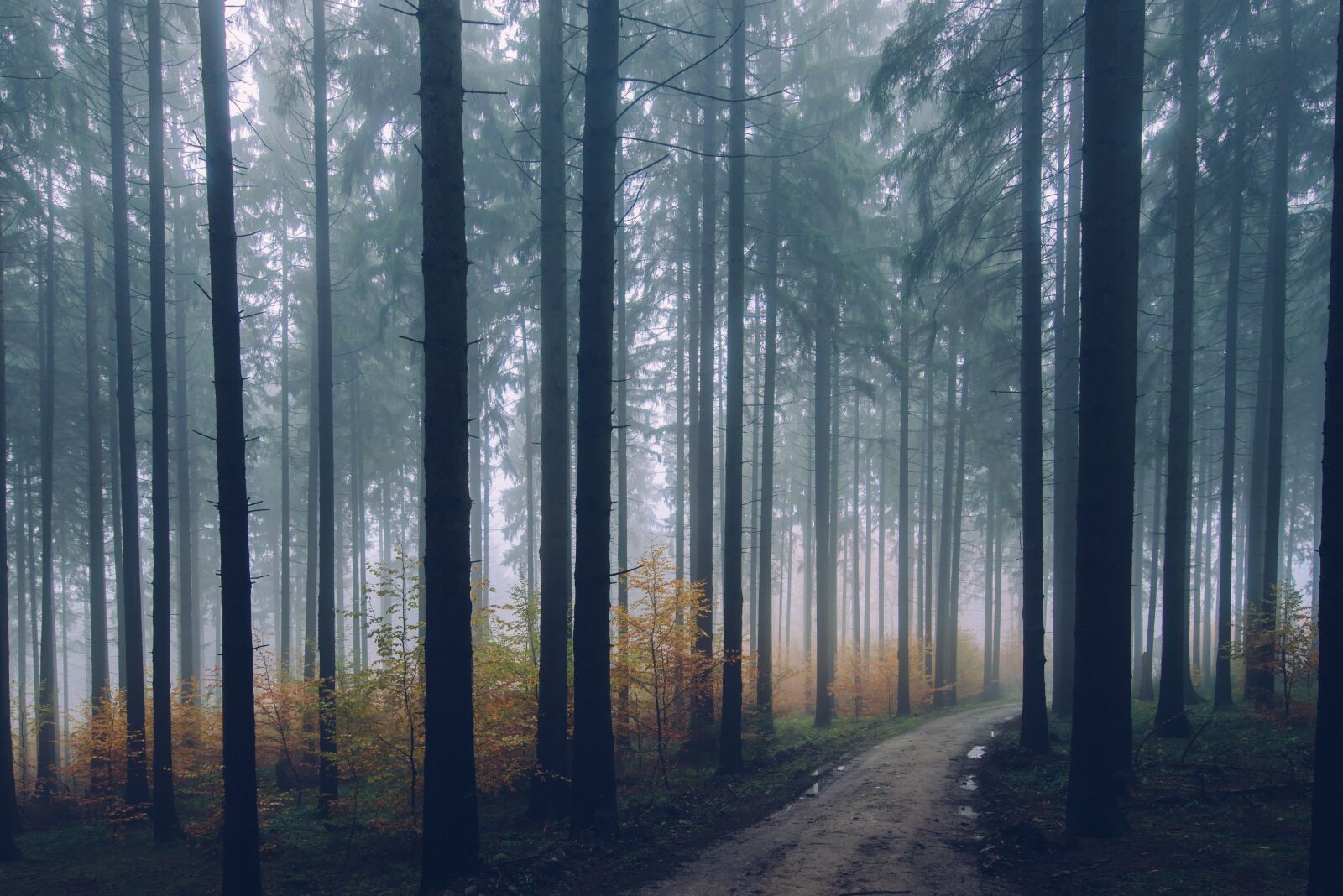 Nikon D750 sample photo. Forest, path, conifer photography