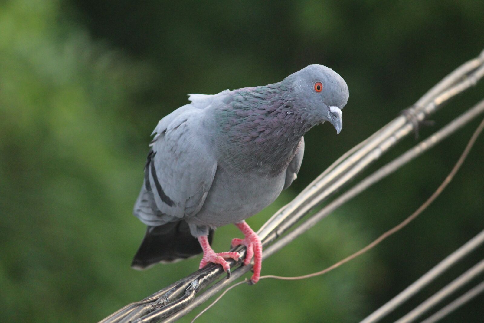 Canon EOS 1200D (EOS Rebel T5 / EOS Kiss X70 / EOS Hi) sample photo. Pigeon, bird, staring photography