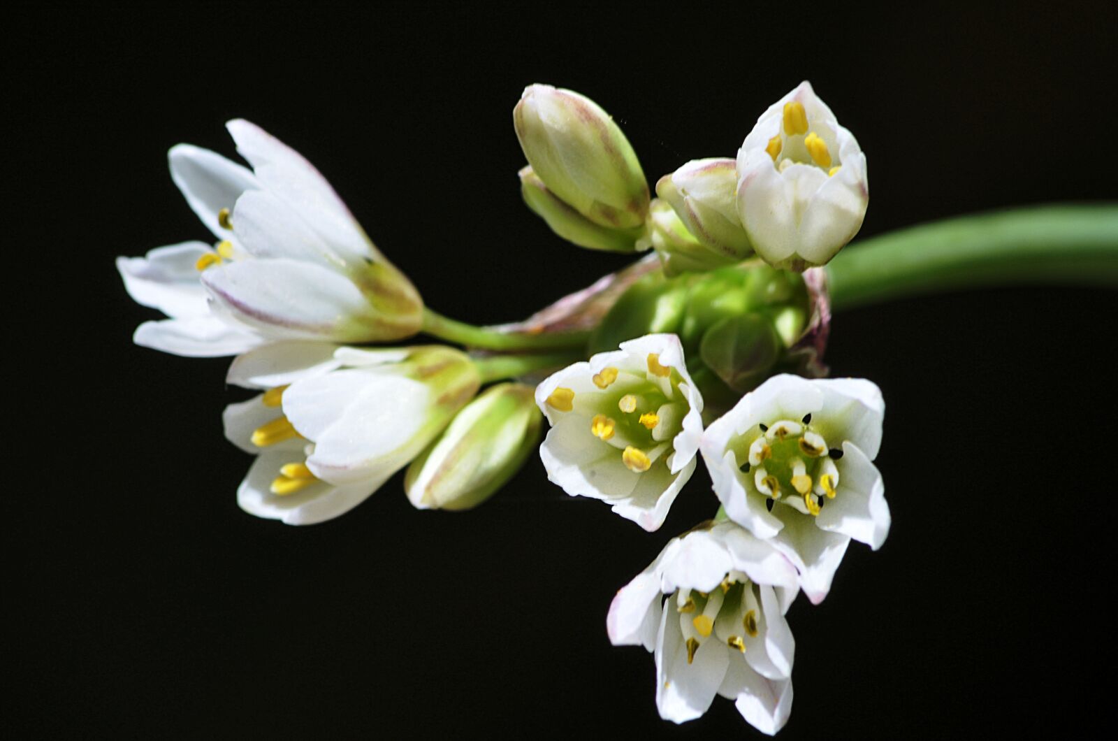 Nikon D5100 sample photo. Flower, garden, spring photography