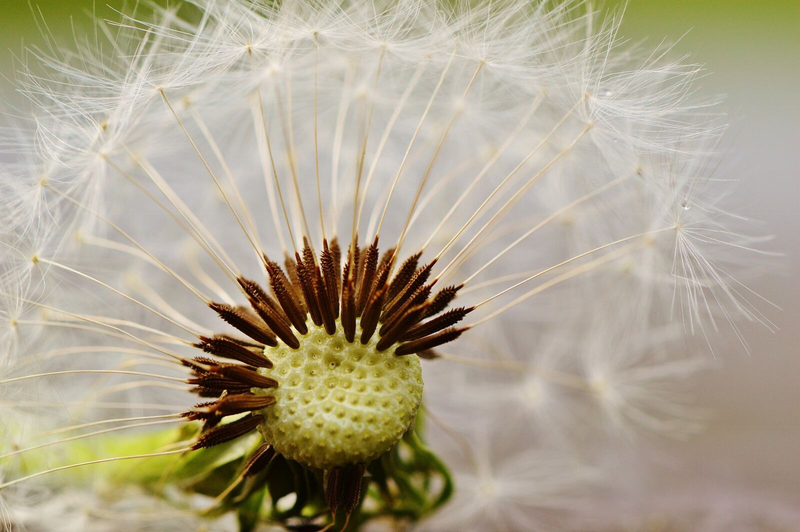 Nikon D3200 sample photo. Dandelion, plant, nature photography