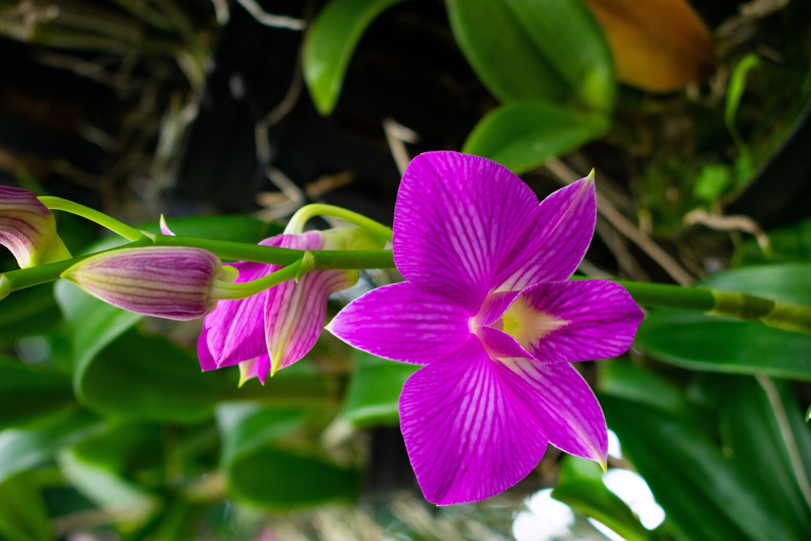 Nikon D3400 sample photo. Flowers, nature, green photography