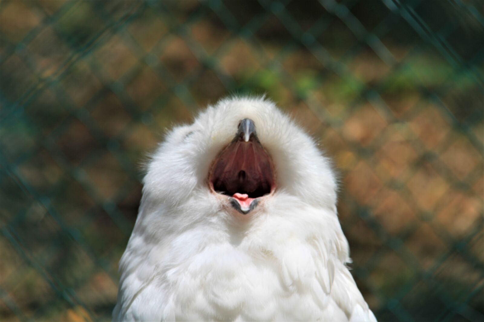Canon EOS 500D (EOS Rebel T1i / EOS Kiss X3) sample photo. Owl, tired, yawn photography