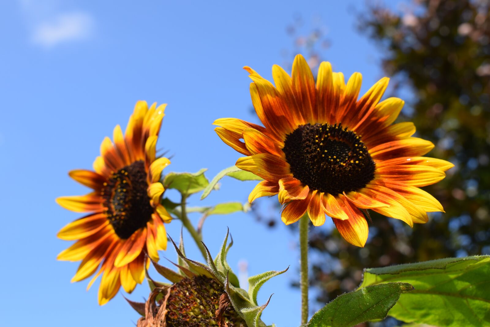 Nikon D3300 sample photo. Sunflowers, blue sky, summer photography