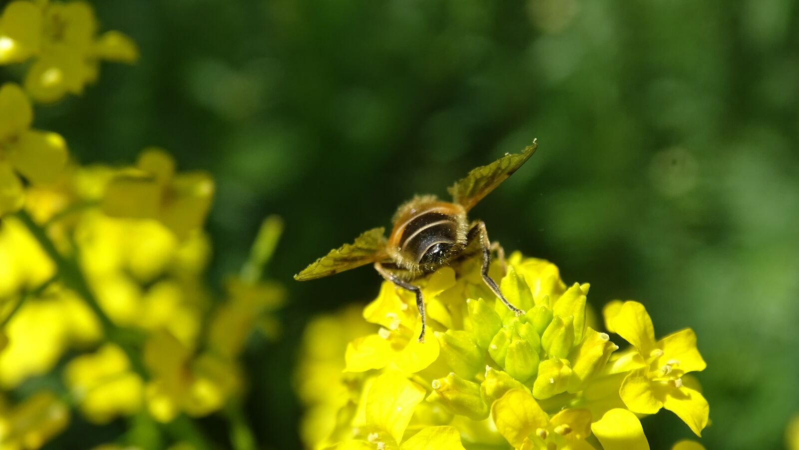Sony Cyber-shot DSC-HX400V sample photo. Bee, flower, yellow photography