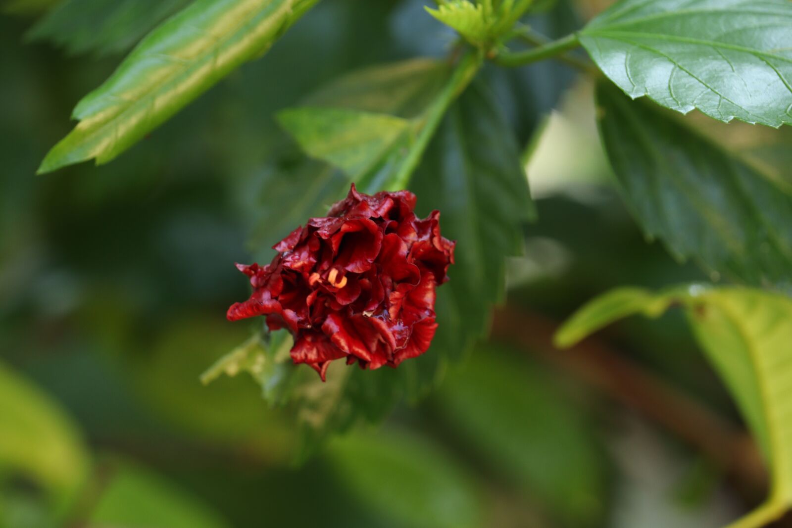 Canon EOS 250D (EOS Rebel SL3 / EOS Kiss X10 / EOS 200D II) sample photo. Green, leaf, flower photography