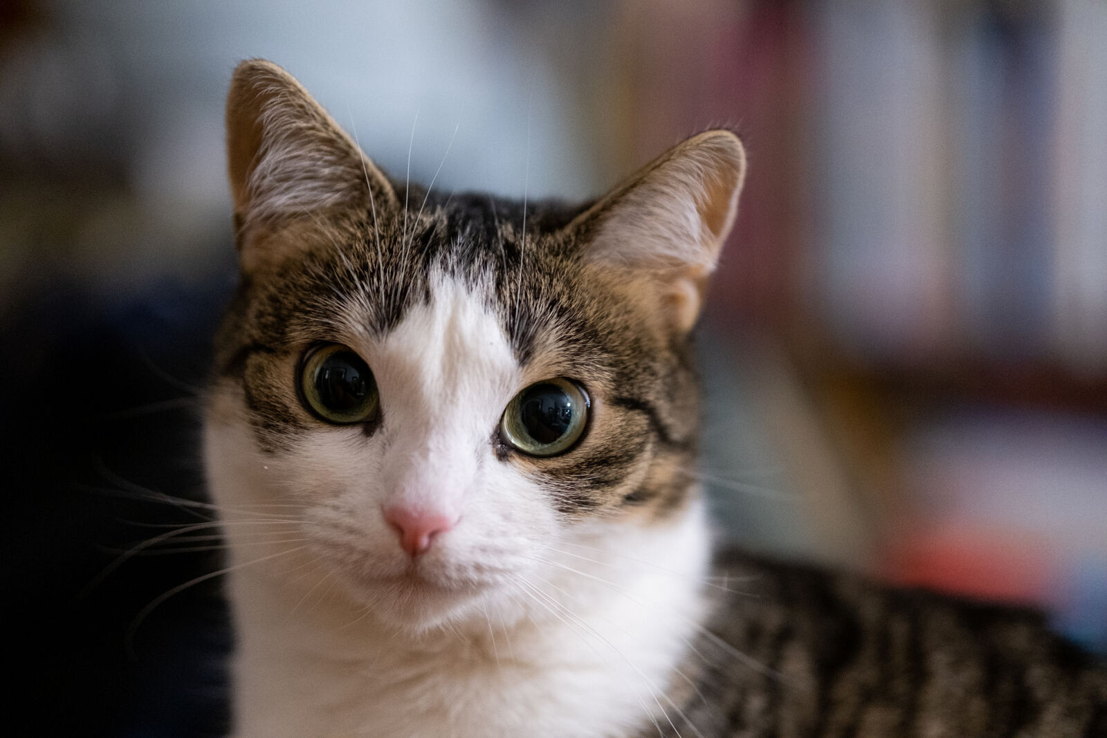 Fujifilm X-T4 sample photo. Stare of the cat photography