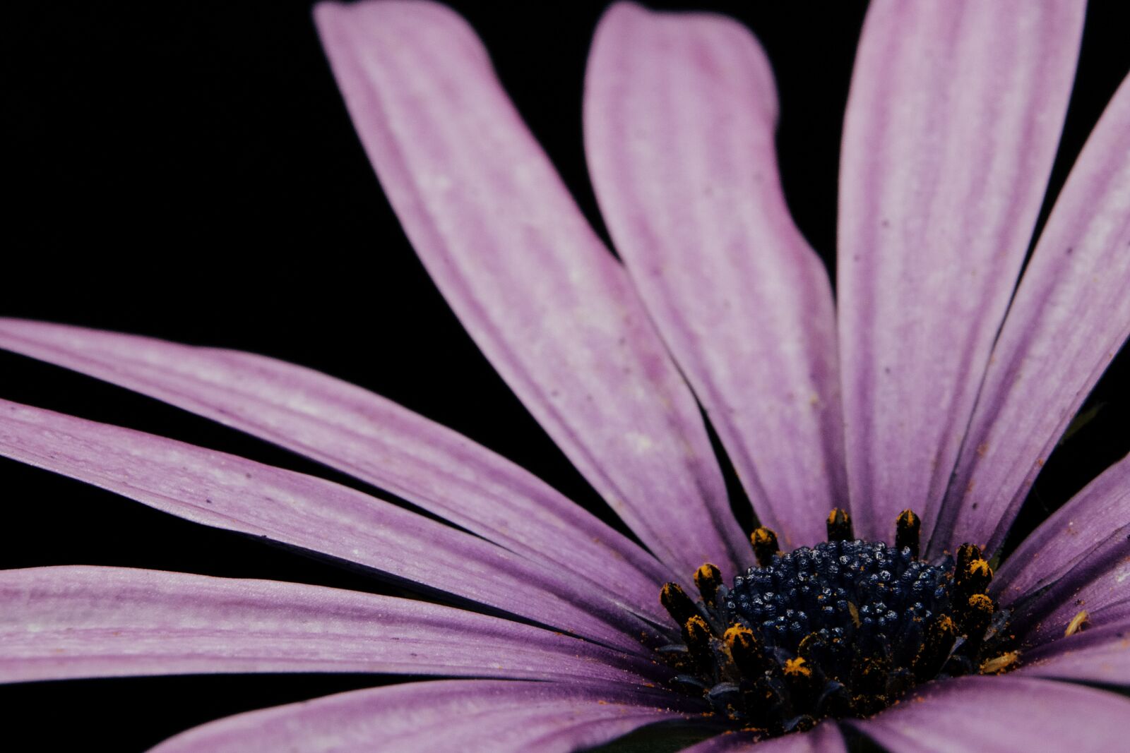 Canon EOS 750D (EOS Rebel T6i / EOS Kiss X8i) + Canon EF-S 18-55mm F3.5-5.6 IS STM sample photo. Flower, petal, stem photography