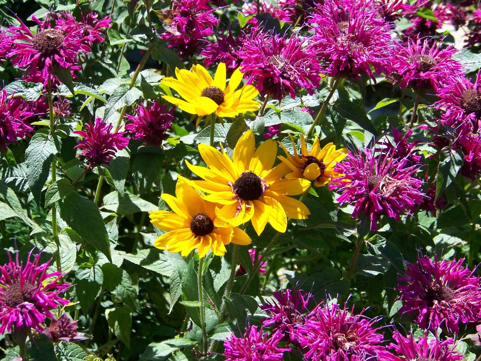 Kodak Z612 ZOOM DIGITAL CAMERA sample photo. Flowers, yellow, pink photography