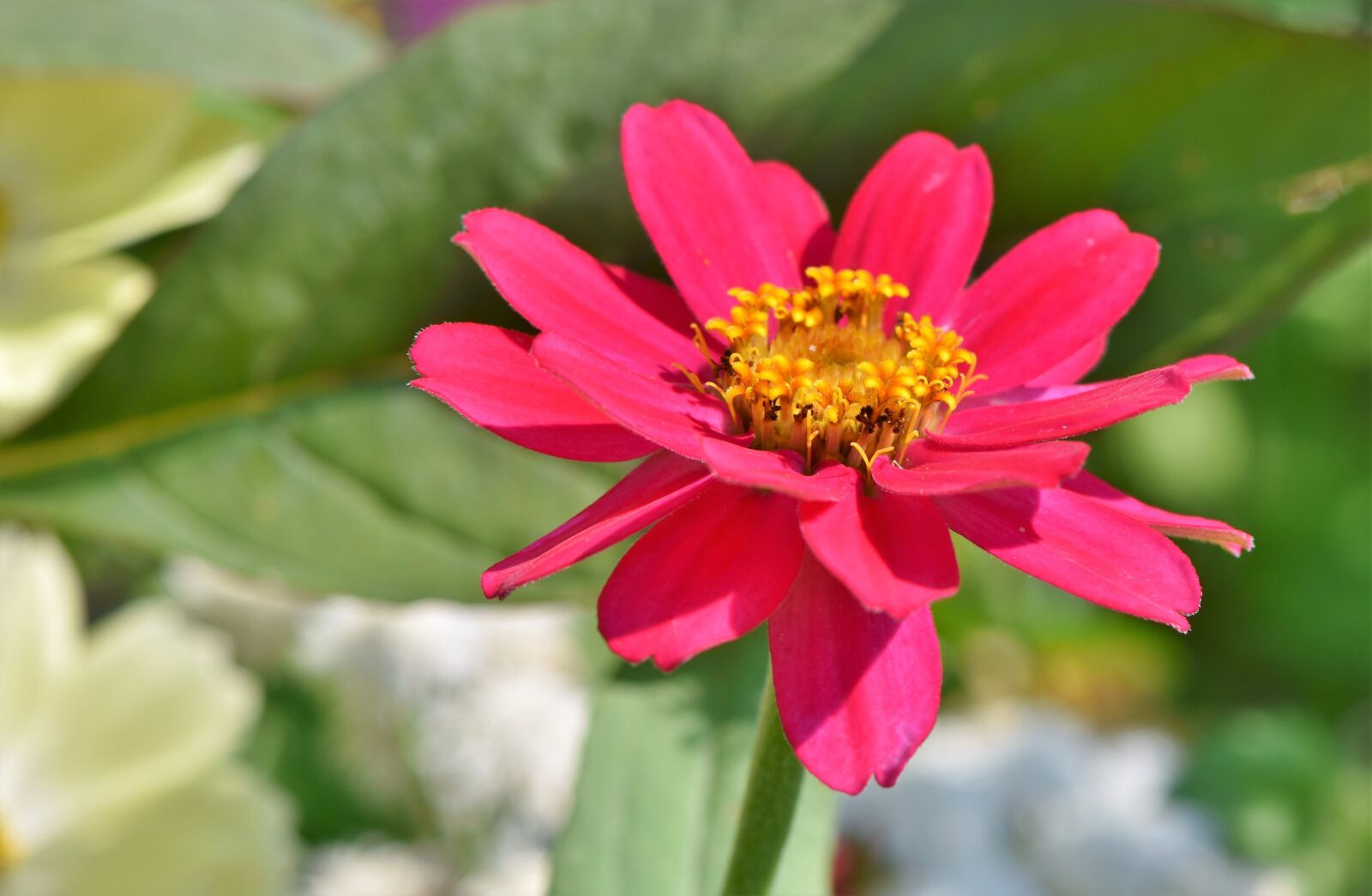 Nikon D7200 sample photo. Zinnia, blossom, bloom photography