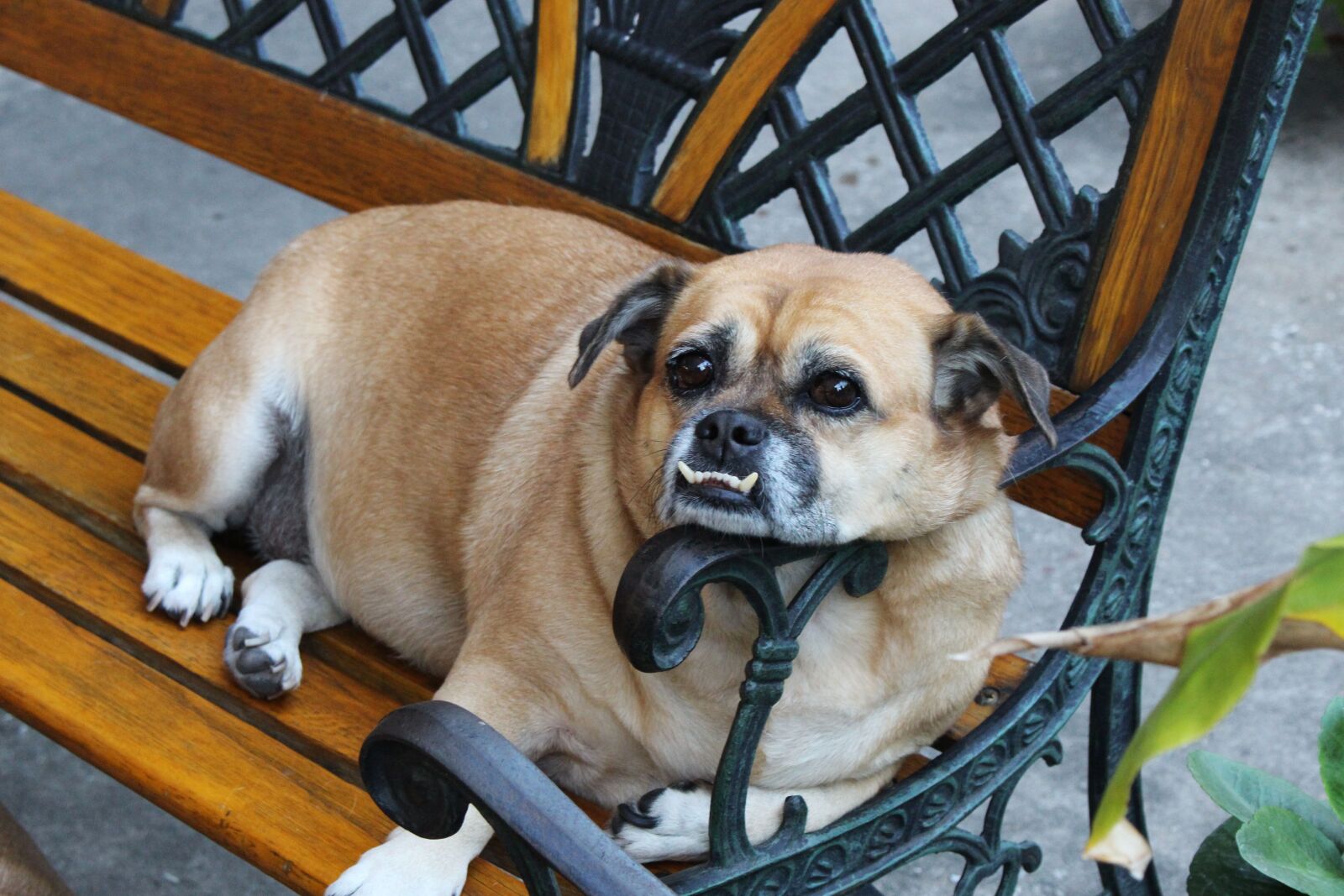 Canon EOS 700D (EOS Rebel T5i / EOS Kiss X7i) sample photo. Dog, pug, animal photography