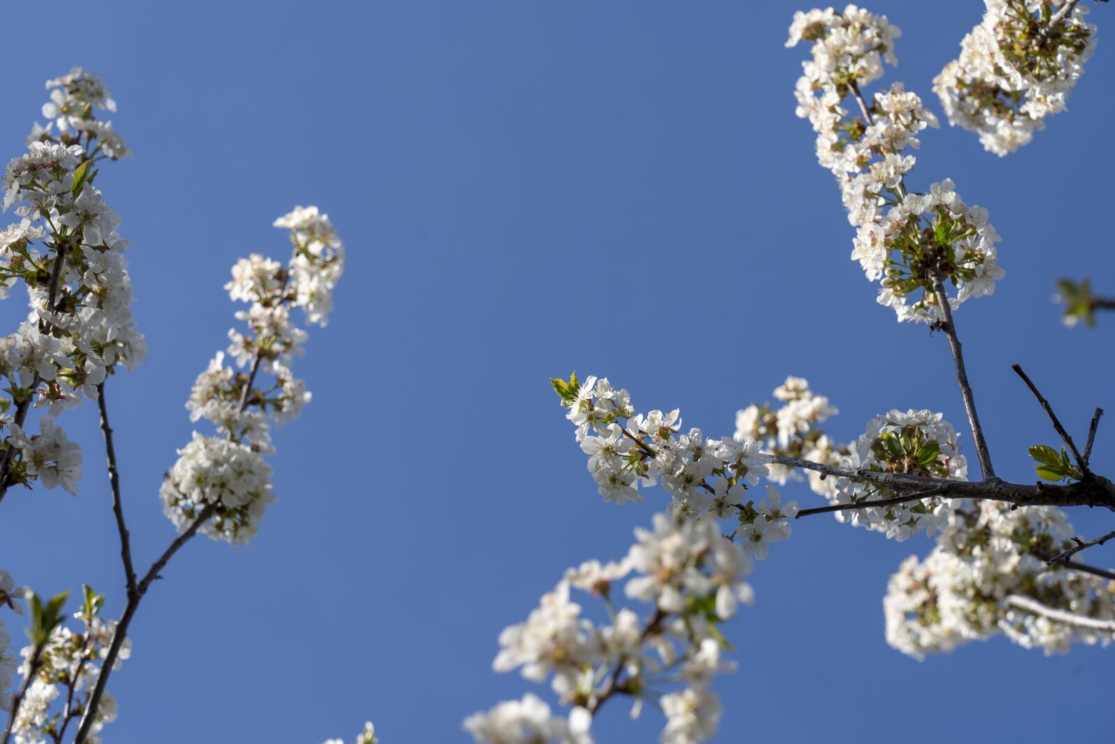 Sony FE 24-105mm F4 G OSS sample photo. Flowers, flower, nature photography