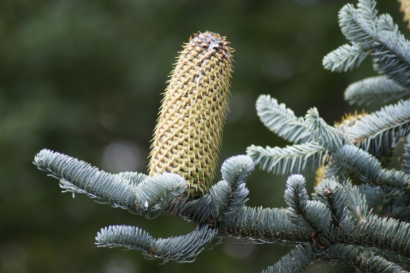 Sony SLT-A58 sample photo. Pine cones, fir tree photography