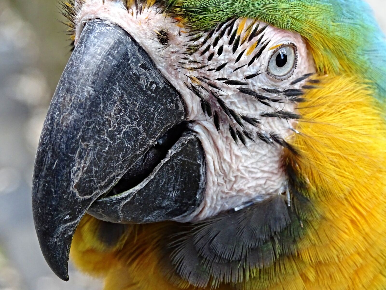 Sony Cyber-shot DSC-HX400V sample photo. Yellow macaw, ara, bird photography