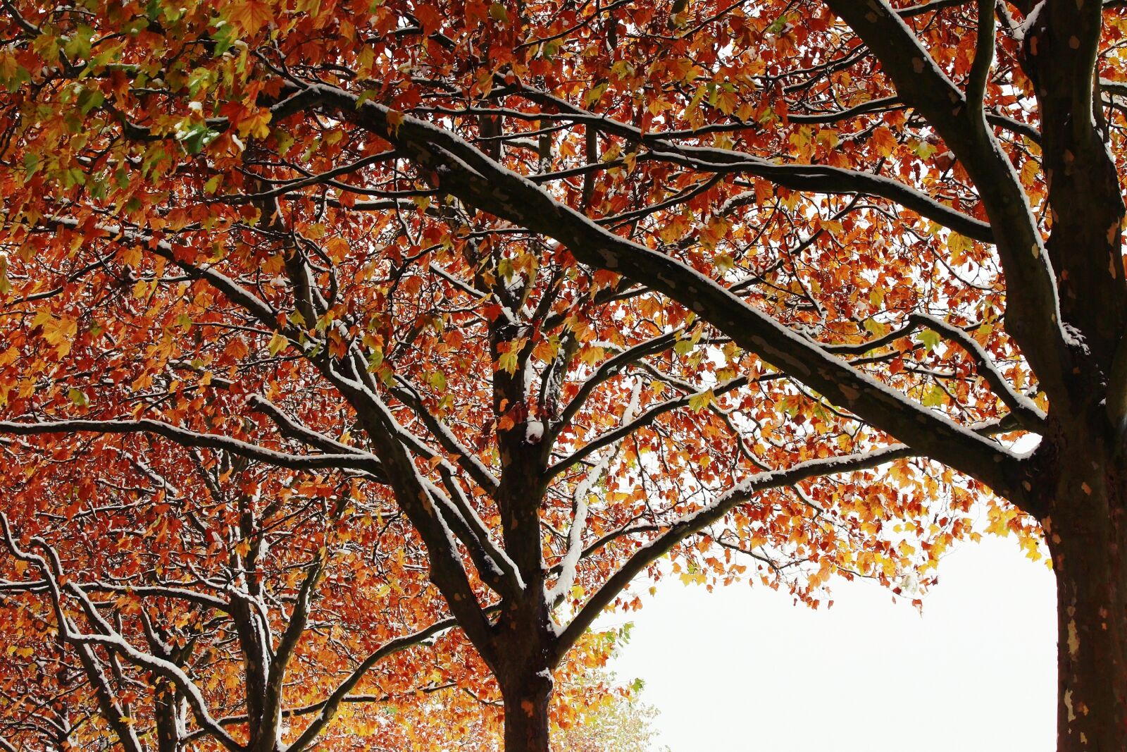 Canon EOS 1200D (EOS Rebel T5 / EOS Kiss X70 / EOS Hi) sample photo. Trees, autumn, winter photography