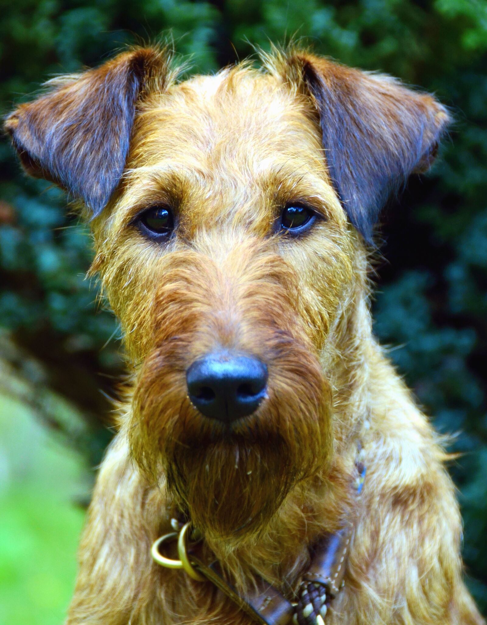 Nikon D5100 sample photo. Muzzle, necklace, pet, domestic photography