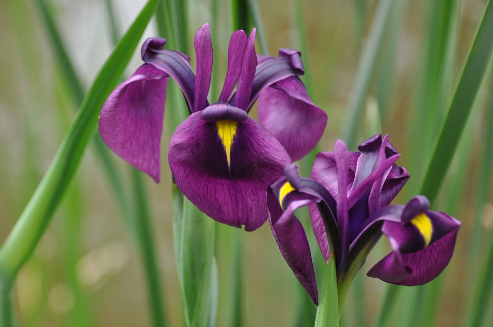Nikon D90 sample photo. Nature, plants, flowers photography
