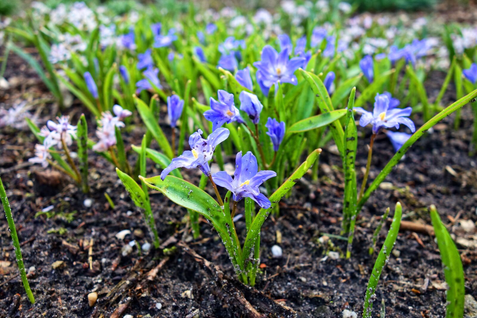 Sony Cyber-shot DSC-RX100 sample photo. Chionodoxa forbesii, glory-of-the-snow, flower photography