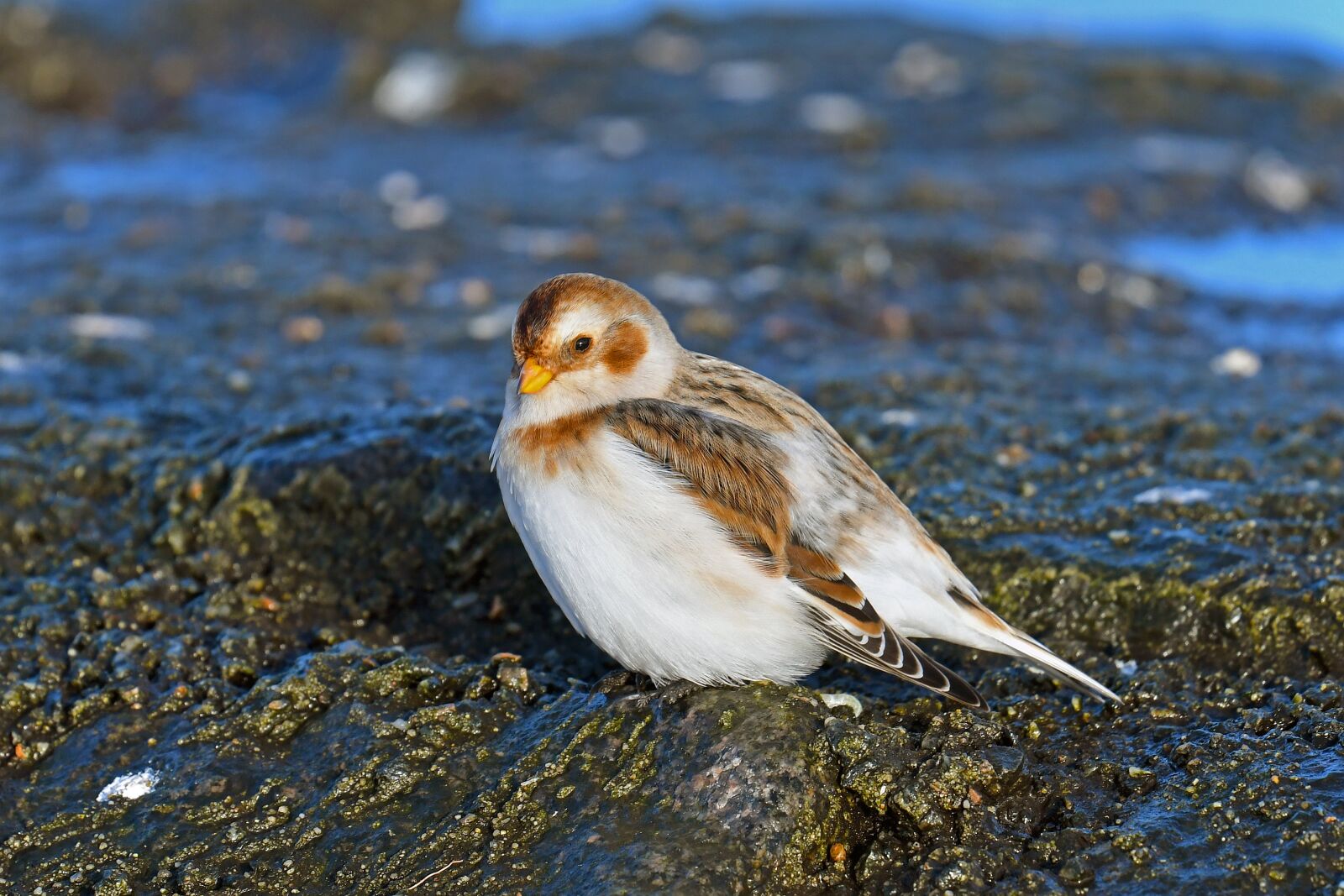 Nikon D500 sample photo. Snow bunting, migratory bird photography