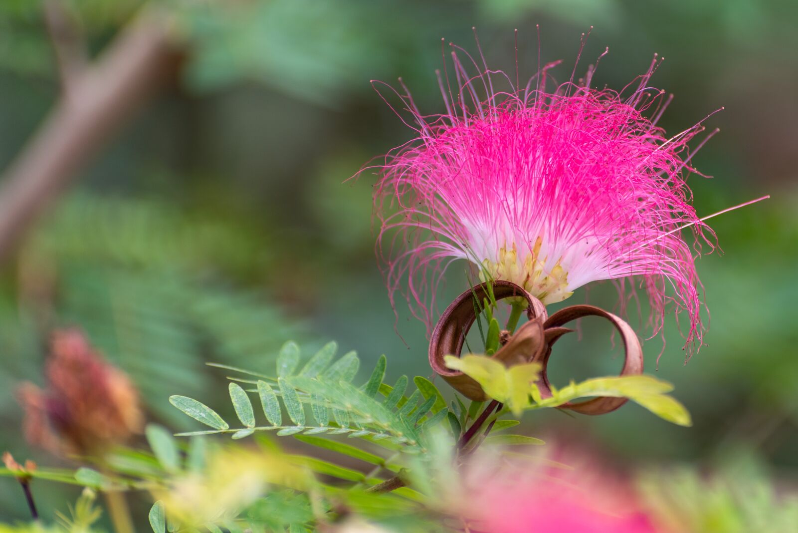 Nikon D750 sample photo. Flower, pink, nature photography