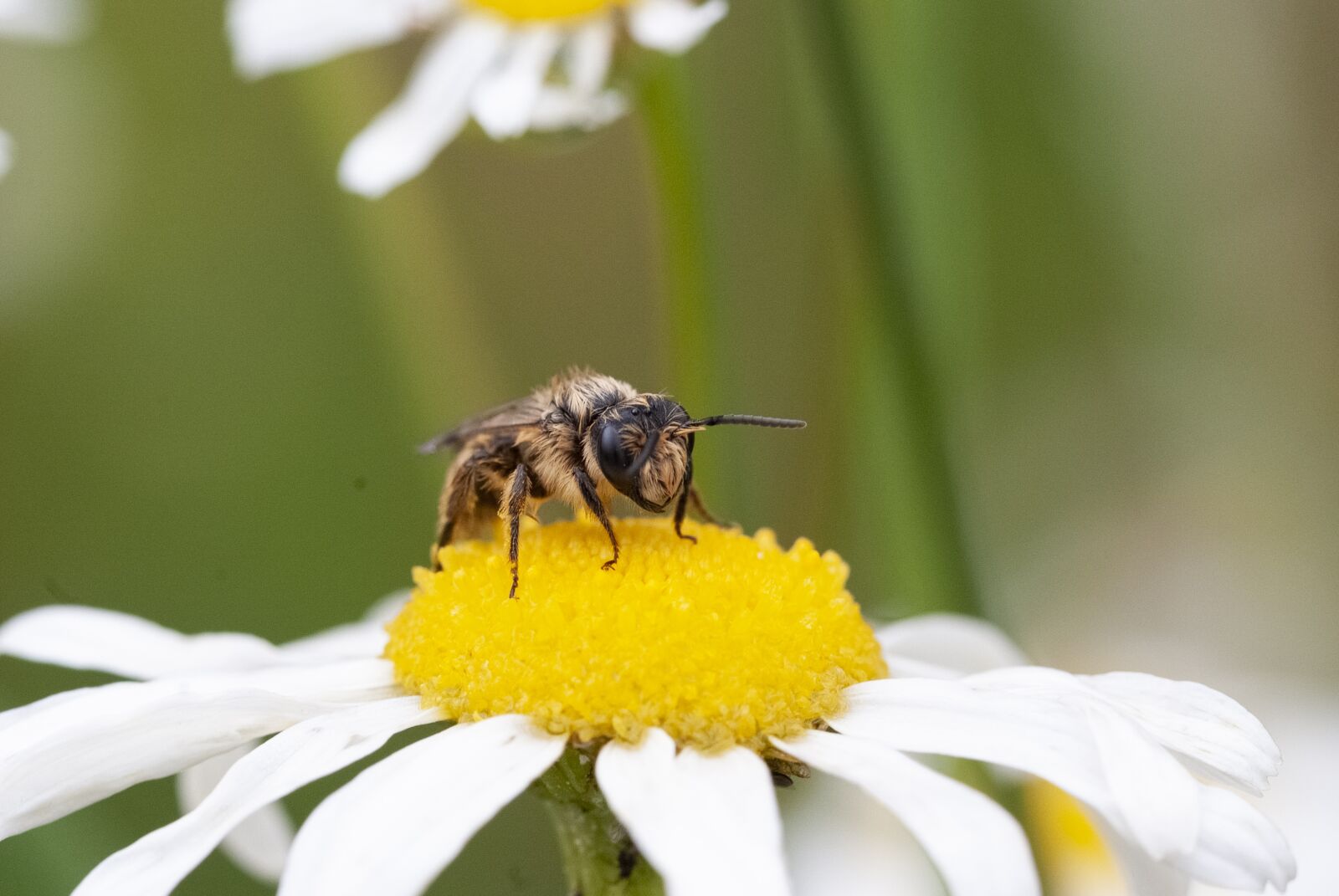 Fujifilm FinePix S5 Pro sample photo. Wild bee, chamomile, flower photography