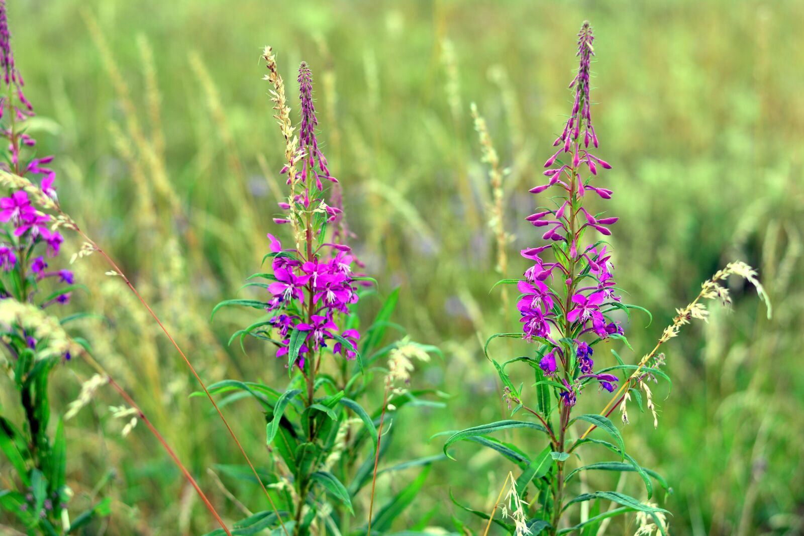 Nikon D5200 sample photo. Epilobium angustifolium, epilobium, chamerion photography